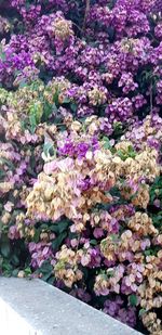 High angle view of purple flowering plants