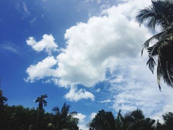 Low angle view of palm trees against blue sky