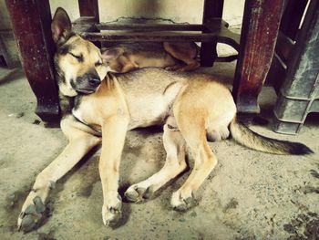 Dog lying on the ground