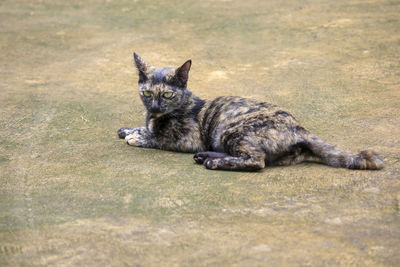 Cat relaxing outdoors