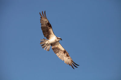 Osprey bird of prey pandion haliaetus flies over clam pass in naples, florida in the morning.