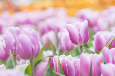 Close-up of pink tulips growing outdoors