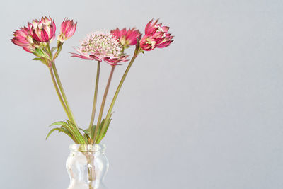 Close-up of flower vase against white background