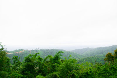 Trees in forest against clear sky