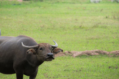 Buffalo in the field, thailand