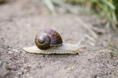 Close-up of snail