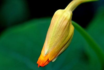 Close-up of flower bud