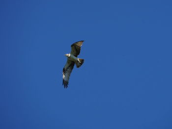 Low angle view of a bird flying