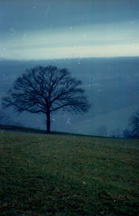 Bare tree on field against sky at night