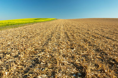 Scenic view of agricultural field against clear sky