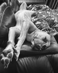 High angle view of dog relaxing on sofa at home