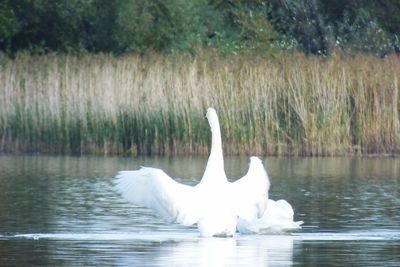 White swan swimming in lake