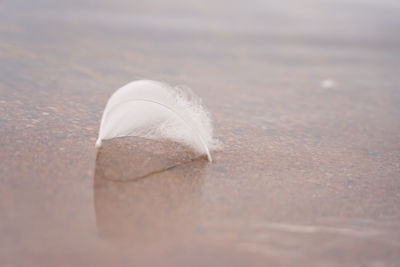 Close-up of shell on sand