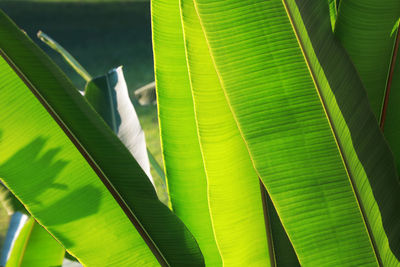 Close-up of green leaves on plant