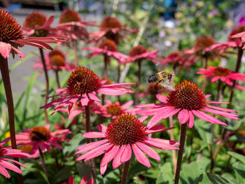 Close-up of honey bee pollinating on pink flower