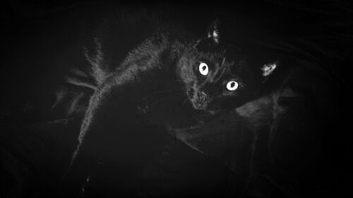 Close-up portrait of black cat