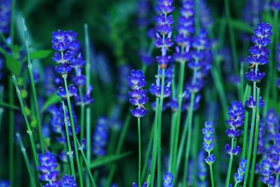 Close-up of purple flowering plants