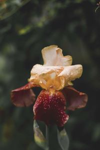 Close-up of wilted flower