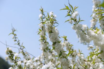 Low angle view of white flowering plants against clear sky
