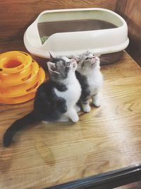 Cat sitting on table