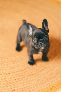 High angle portrait of cute french bulldog puppy