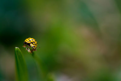 Close-up of ladybug on plant