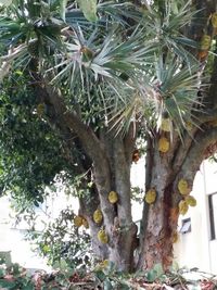 Low angle view of trees