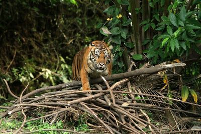 View of a cat in the forest