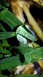 Close-up of leaves