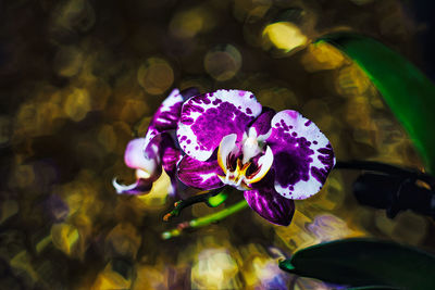 Close-up of purple flowering plant