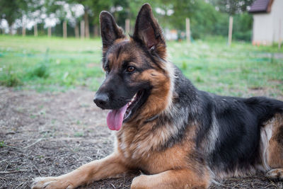 Close-up portrait of a dog