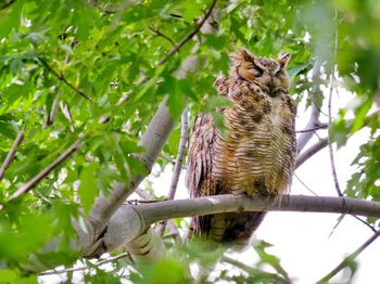 Low angle view of owl perching on tree