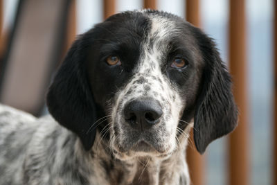 Close-up portrait of dog