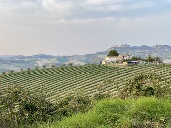 Scenic view of agricultural field against sky