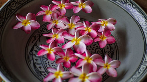 Close-up of pink flowers in pot