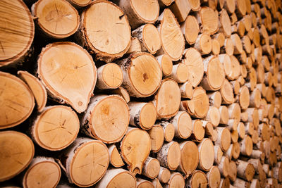 Stack of logs in forest