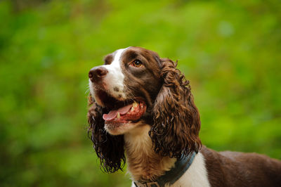 Close-up portrait of dog