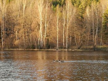 Swan swimming in lake