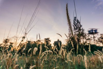 Close-up of stalks in field against sky