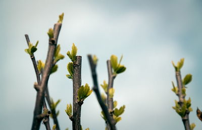 Close-up of plant against sky