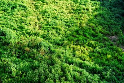 Full frame shot of trees in forest