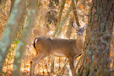 Deer in a forest