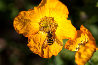 Close-up of insect on yellow flower