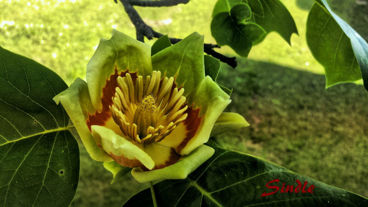 flower, freshness, petal, fragility, growth, flower head, beauty in nature, leaf, close-up, plant, nature, yellow, blooming, focus on foreground, single flower, green color, in bloom, blossom, park - man made space, day