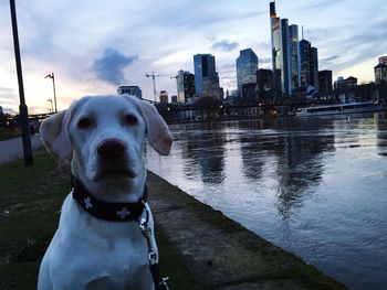 Portrait of dog in city against sky