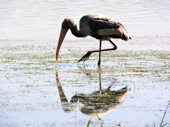 Close-up of bird perching on water