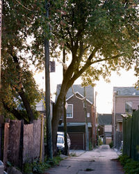 Trees by houses against sky