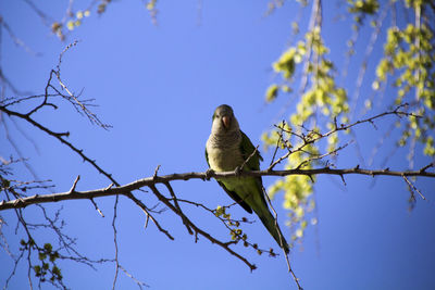 Low angle view of bird perching on tree against sky