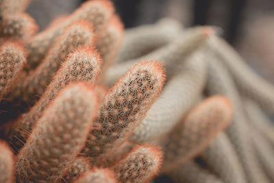 Close-up of cactus plant