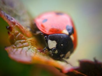 Close-up of ladybug on leaf